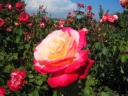 Роза чайно-гибридная «Дабл де Лайт (Double Delight )»