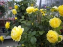 Роза флорибунда «Инка (Inka)»