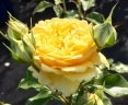 Роза флорибунда «Инка (Inka)»