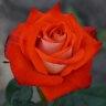 Роза чайно-гибридная «Ксюша»