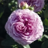 Роза флорибунда «Лавендер Айс (Lavender Ice)»