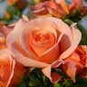 Роза флорибунда «Априкола (Aprikola)»