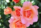 Роза флорибунда «Априкола (Aprikola)»