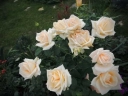 Роза чайно-гибридная «Пич Аваланж»