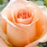 Роза чайно-гибридная «Пич Аваланж»