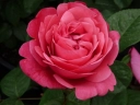 Роза чайно-гибридная « A.Чехов»