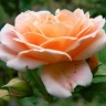 Роза флорибунда «Гейша (Geisha)»