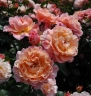 Роза флорибунда «Гейша (Geisha)»