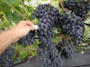 Виноград «Кодрянка»