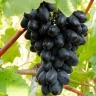 Виноград «Кодрянка»