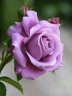 Роза чайно-гибридная «Блю Парфюм (Blue Parfum)»