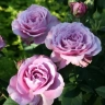 Роза чайно-гибридная «Блю Парфюм (Blue Parfum)»