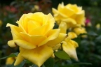 Роза чайно-гибридная «Ландора (Landora)»