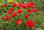 Роза почвопокровная «Скарлет Мейяндекор (Scarlet Meillandecor)»