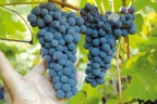 Виноград «Амурский прорыв»