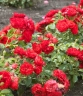 Роза почвопокровная «Ред Фейри ( Red Fairy)»