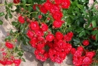 Роза почвопокровная «Ред Фейри ( Red Fairy)»