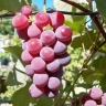 Виноград «Лидия розовая»