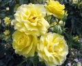Роза почвопокровная «Зоненширм (Sonnenschirm)»