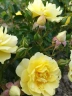 Роза почвопокровная «Зоненширм (Sonnenschirm)»