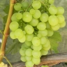 Виноград «Плевен»