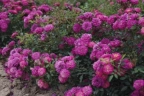 Роза почвопокровная «Перпл Рейн (Purple Rain)»