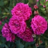 Роза почвопокровная «Перпл Рейн (Purple Rain)»