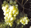 Виноград «Амурский белый»