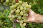 Виноград «Амурский белый»