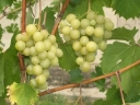 Виноград «Кеша»