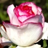 Роза чайно-гибридная «Белла вита ( Bella Vita)»