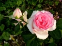Роза чайно-гибридная «Белла вита ( Bella Vita)»