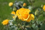Роза чайно-гибридная «Кёрн»