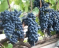 Виноград «Надежда Азос»