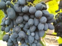 Виноград «Надежда Азос»