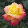 Роза чайно-гибридная « Пульман Ориент (Pullman orient )»