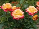 Роза чайно-гибридная « Пульман Ориент (Pullman orient )»