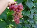 Виноград «Ливия»