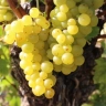 Виноград «Мускат янтарный»