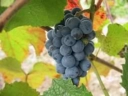 Виноград «Таёжный»