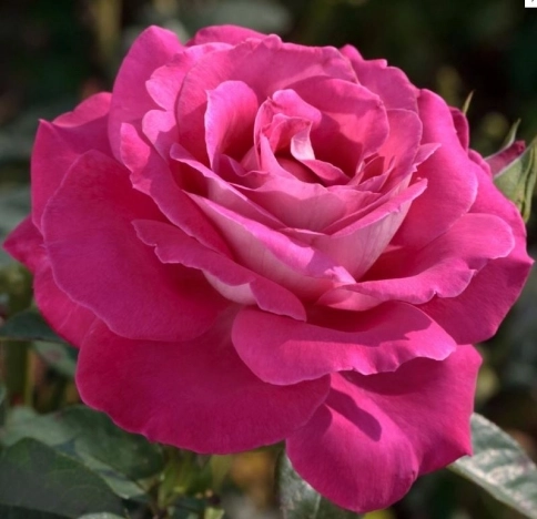 Роза чайно-гибридная «Барон Ротшильд (Barone Edmond de Rothschild»)