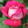 Роза чайно-гибридная «Барон Ротшильд (Barone Edmond de Rothschild»)