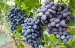 Виноград «Гала»