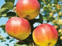 Яблоня «Яблочный Спас»