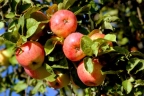 Яблоня «Яблочный Спас»