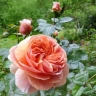 Роза « Чиппендейл (Chippendale)»