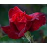 Роза чаино- гибридная « Мадам Дельбар (Madame Delbard )»