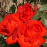 Роза чаино-гибридная «Лидка (Lidka)»