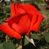 Роза чаино-гибридная «Лидка (Lidka)»