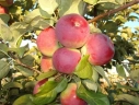 Яблоня «Орлик»